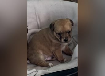 Süße Pinscher Mix Welpe