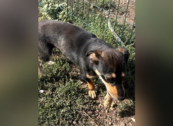 Primadonna, tolle Pinscher Mix Hündin