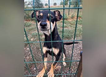 Primadonna, tolle Pinscher Mix Hündin