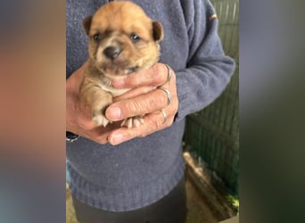 2 süße Pinscher Mix Welpen