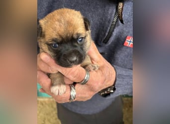 2 süße Pinscher Mix Welpen