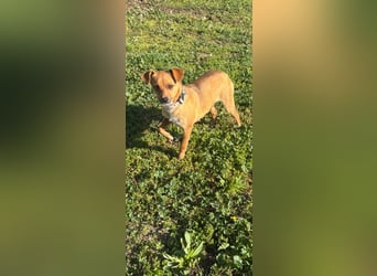 Nia, junge Pinscher Mischlingshündin