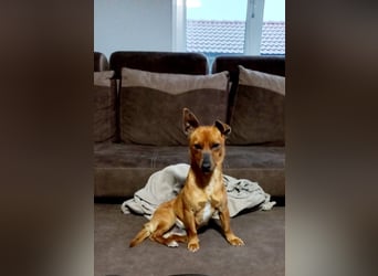 Mogli, junger Pinscher Mix Rüde