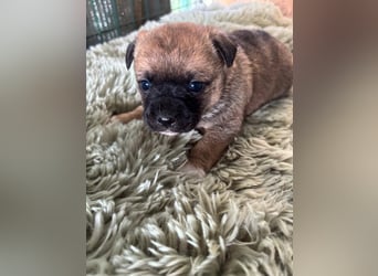 2 süße Pinscher Mix Welpen