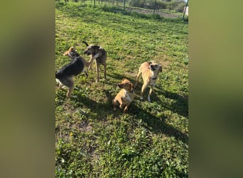 Nia, junge Pinscher Mischlingshündin