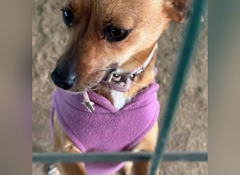 Nia, junge Pinscher Mischlingshündin