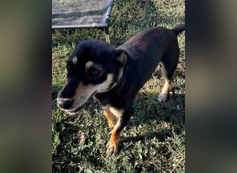 Primadonna, tolle Pinscher Mix Hündin