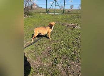 Nia, kleiner Mischlingshündin