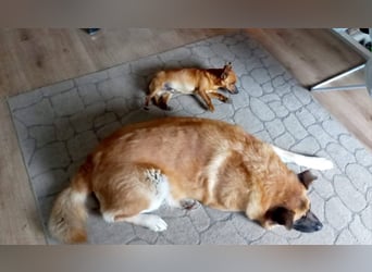 Mogli, junger Pinscher Mix Rüde