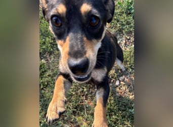 Primadonna, tolle Pinscher Mix Hündin