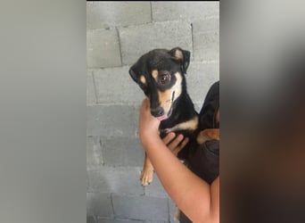 Primadonna, tolle Pinscher Mix Hündin