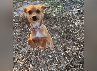 Nia, junge Pinscher Mischlingshündin