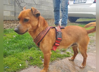 Mogli, junger Pinscher Mix Rüde