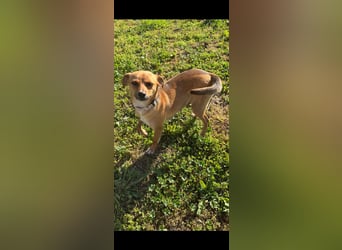 Nia, junge Pinscher Mischlingshündin