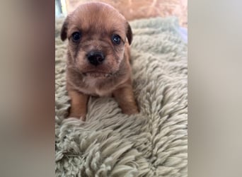 Ben, Pinscher Mix Welpe