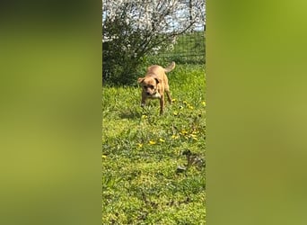 Nia, kleiner Mischlingshündin