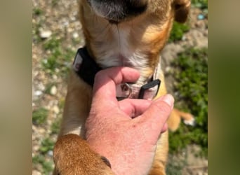 Nia, junge Pinscher Mischlingshündin