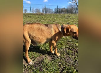 Nia, kleiner Mischlingshündin