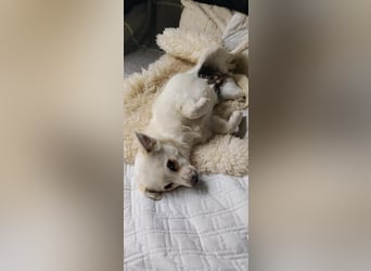 Bella, kleine Pinscher Mischlingshündin