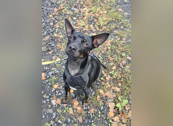 Marco, sucht ein Pinscher erfahrenes Zuhause