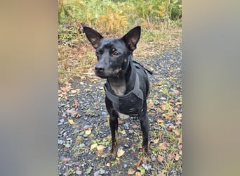 Marco, sucht ein Pinscher erfahrenes Zuhause