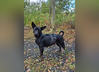 Marco, sucht ein Pinscher erfahrenes Zuhause