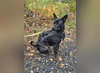 Marco, sucht ein Pinscher erfahrenes Zuhause