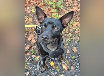 Marco, sucht ein Pinscher erfahrenes Zuhause