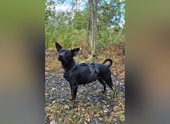 Marco, sucht ein Pinscher erfahrenes Zuhause