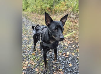 Marco, sucht ein Pinscher erfahrenes Zuhause
