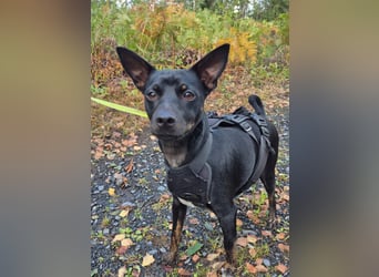 Marco, sucht ein Pinscher erfahrenes Zuhause