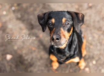 Anny - Ältere Hundedame sucht ihren Prinzessinnenplatz