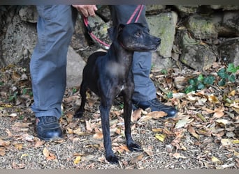 Melisande - Geheimcode "Wiesenelfe"