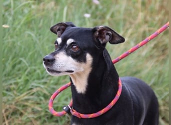 Jack - Wie erklärt man einem alten Hund den Tod
