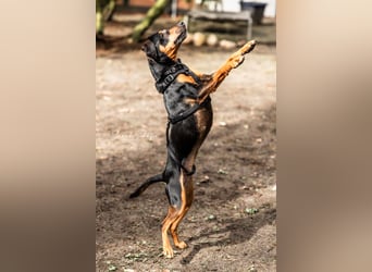 Anny - Ältere Hundedame sucht ihren Prinzessinnenplatz