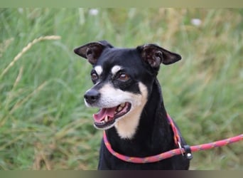 Jack - Wie erklärt man einem alten Hund den Tod