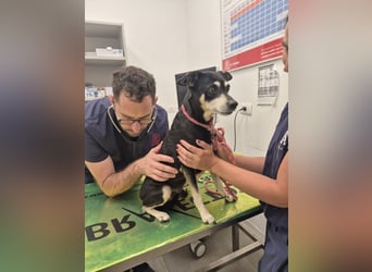 Jack - Wie erklärt man einem alten Hund den Tod