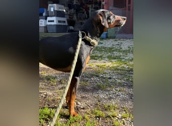Anny - Ältere Hundedame sucht ihren Prinzessinnenplatz