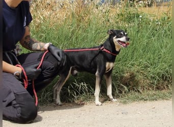 Jack - Wie erklärt man einem alten Hund den Tod