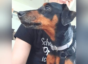 Anny - Ältere Hundedame sucht ihren Prinzessinnenplatz