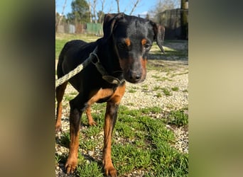 Anny - Ältere Hundedame sucht ihren Prinzessinnenplatz