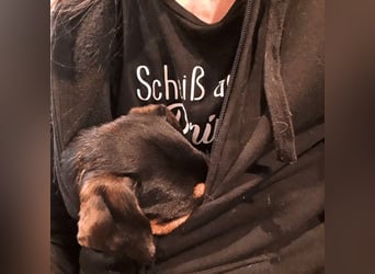 Anny - Ältere Hundedame sucht ihren Prinzessinnenplatz