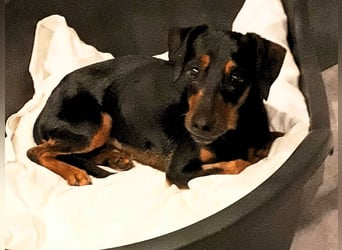 Anny - Ältere Hundedame sucht ihren Prinzessinnenplatz