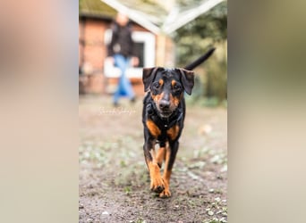 Anny - Ältere Hundedame sucht ihren Prinzessinnenplatz