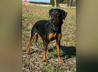Anny - Ältere Hundedame sucht ihren Prinzessinnenplatz