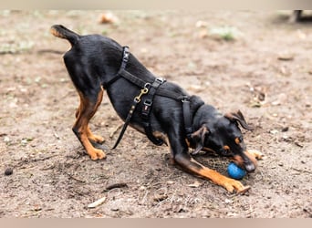 Anny - Ältere Hundedame sucht ihren Prinzessinnenplatz