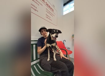 Jack - Wie erklärt man einem alten Hund den Tod