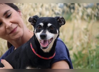 Jack - Wie erklärt man einem alten Hund den Tod