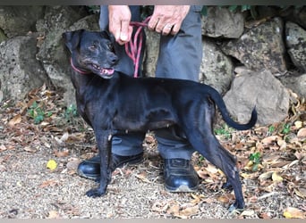 Melisande - Geheimcode "Wiesenelfe"