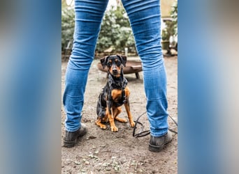 Anny - Ältere Hundedame sucht ihren Prinzessinnenplatz